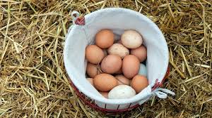 Organic Food Eggs.jpeg